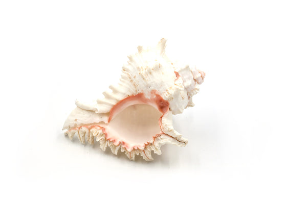 Natural White and Pink Murex Shell